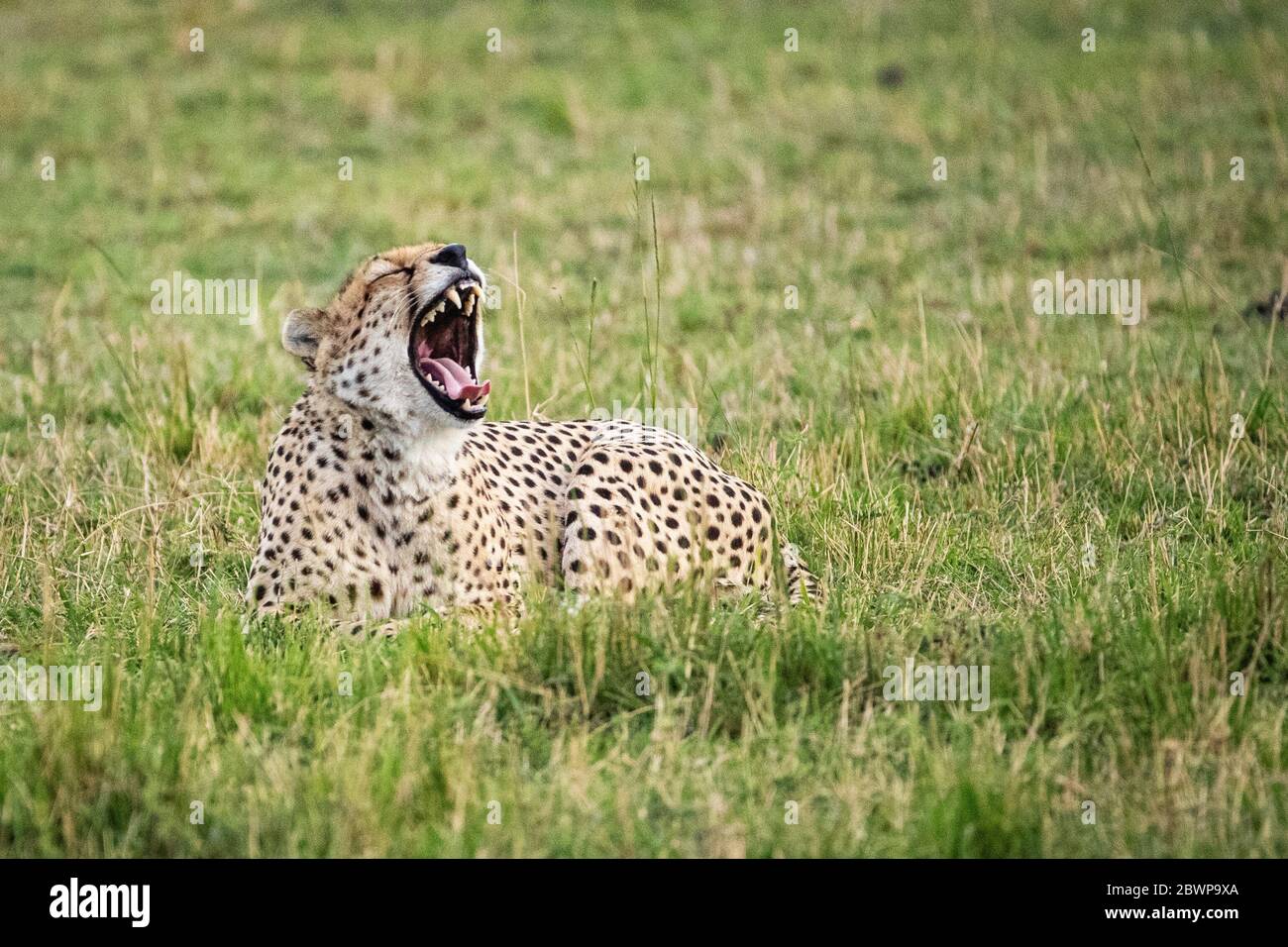 Tired Cheetah Lying in grass of Kenya, Africa mouth open wide to yawn Stock Photo
