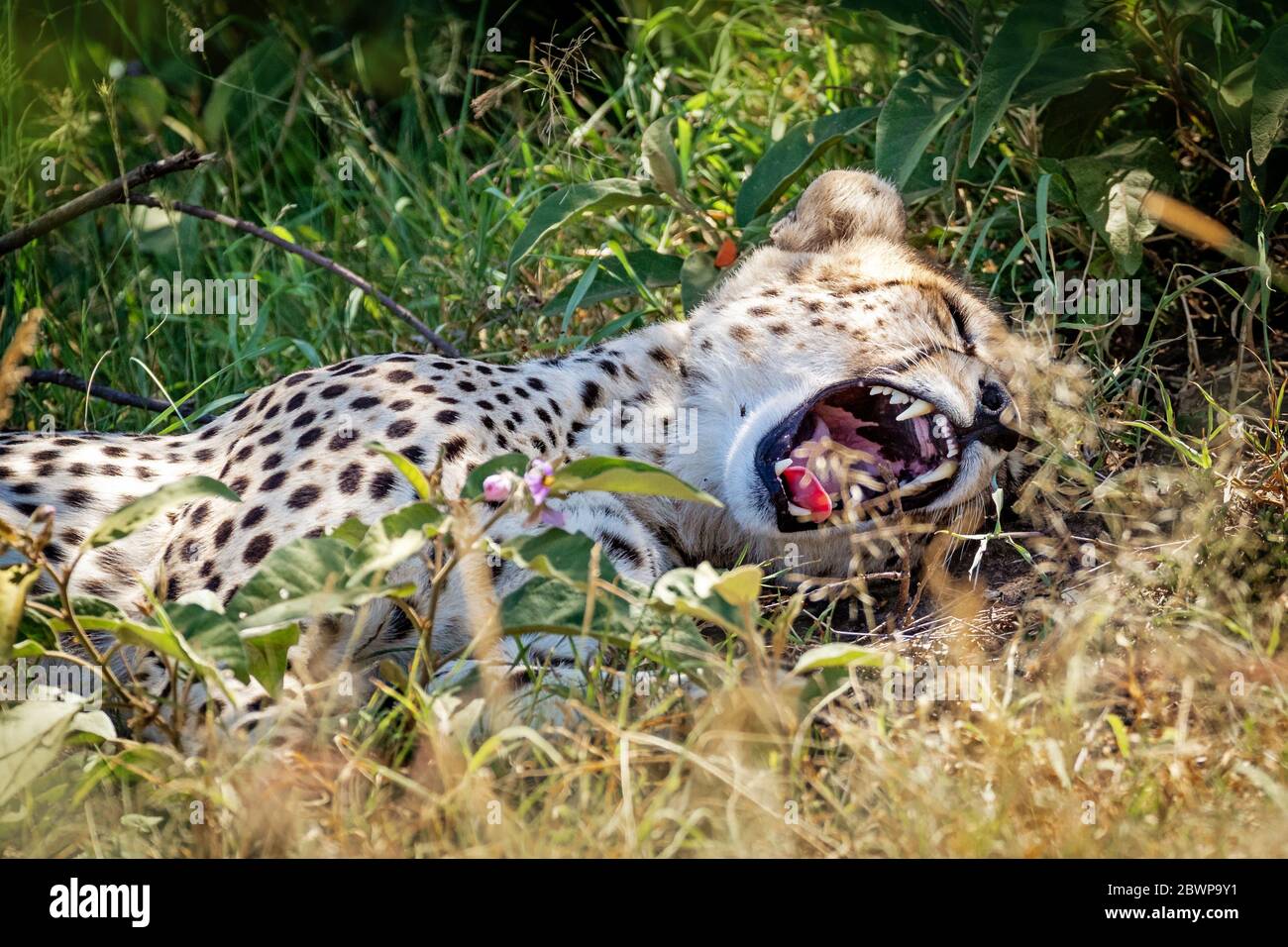Tired cheetah cat lying down in Kenya, Africa field with mouth wide open to yawn Stock Photo