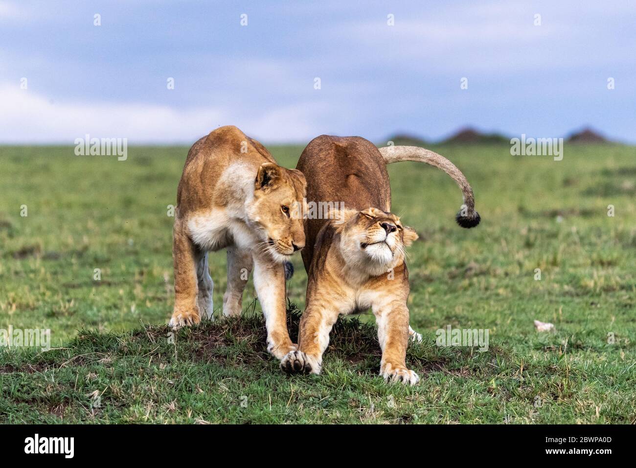 Two African lioness together snuggling and stretching in the Mara Triangle Conservancy Triangle, Kenya Africa Stock Photo