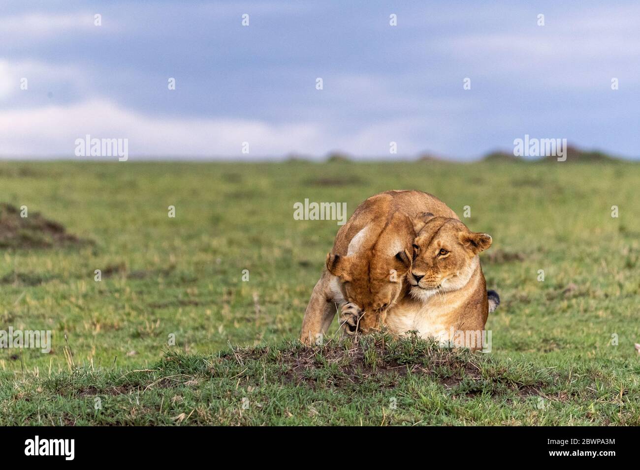 Two adult African lioness showing affection to each other in the Mara Triangle Conservancy Triangle, Kenya Africa Stock Photo