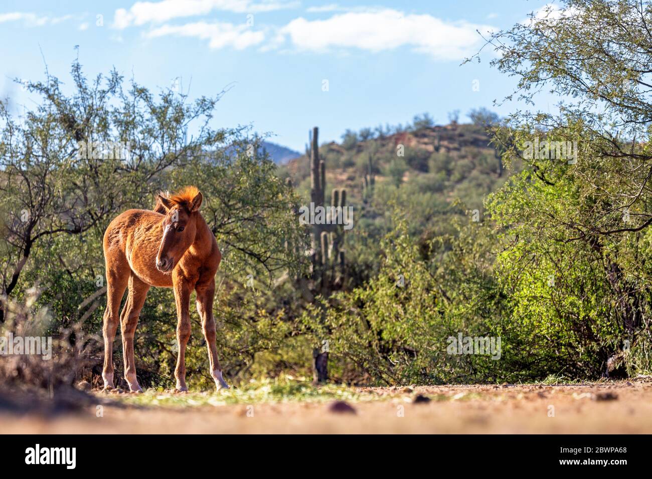 Cute young wild horse foal in beautiful Arizona USA travel scene with saguaro cactus and mountains in the background Stock Photo