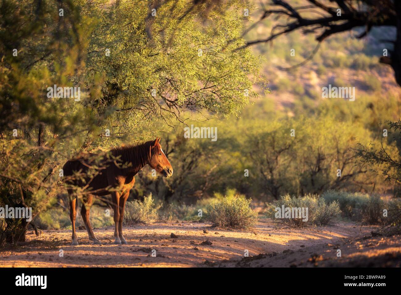 Beautiful wild horse under a tree in the Tonto National Forest in the morning sunlight Stock Photo