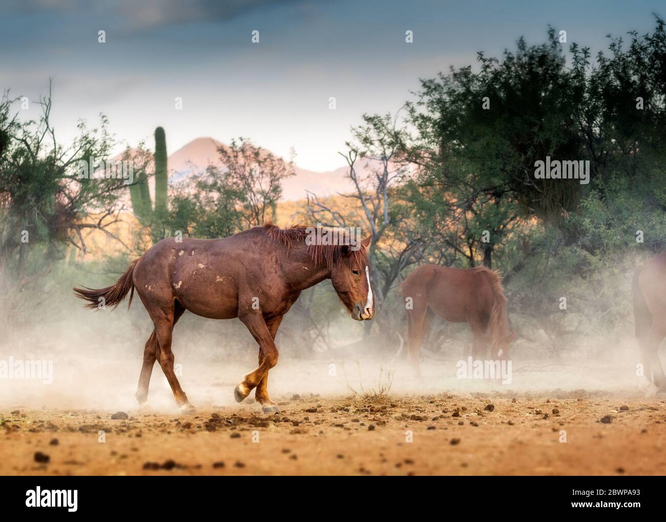 Beautiful stallion horse with battle scars on body running through the Tonto National Forest kicking up dust near the Salt River in Mesa, Arizona Stock Photo
