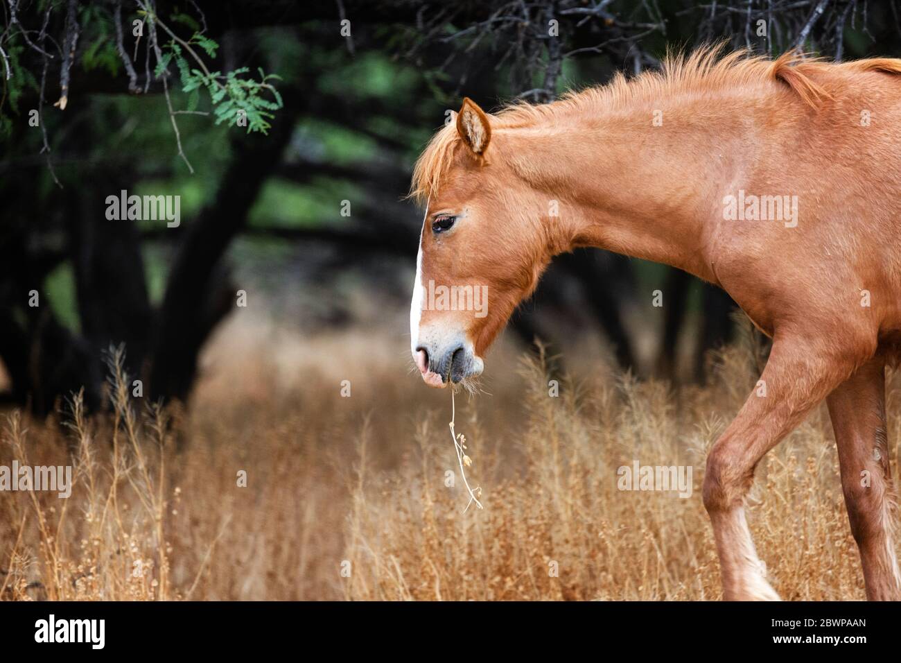 Closeup of beautiful young wild horse with grass in mouth. Stock Photo
