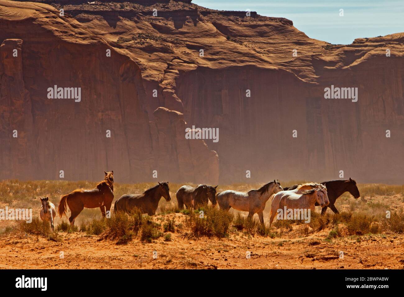 Wild horses walking through the desert in southern Utah, United States. Stock Photo