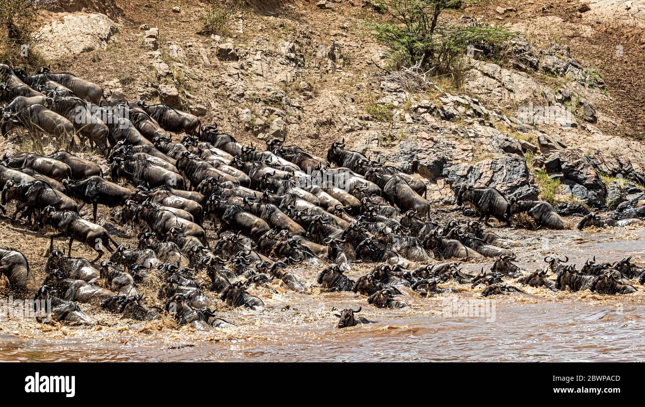 A herd of wildebeest climb up a steep and slippery river bank after a successful crossing during migration season Stock Photo