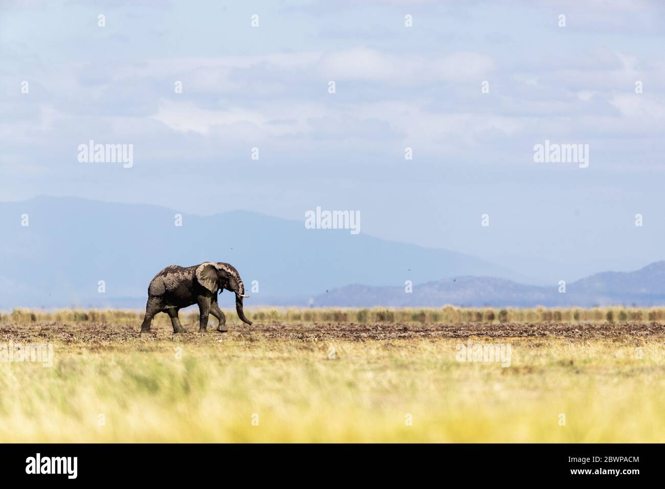 Young African elephant walking alone along plains of Amboseli in Kenya, Africa Stock Photo