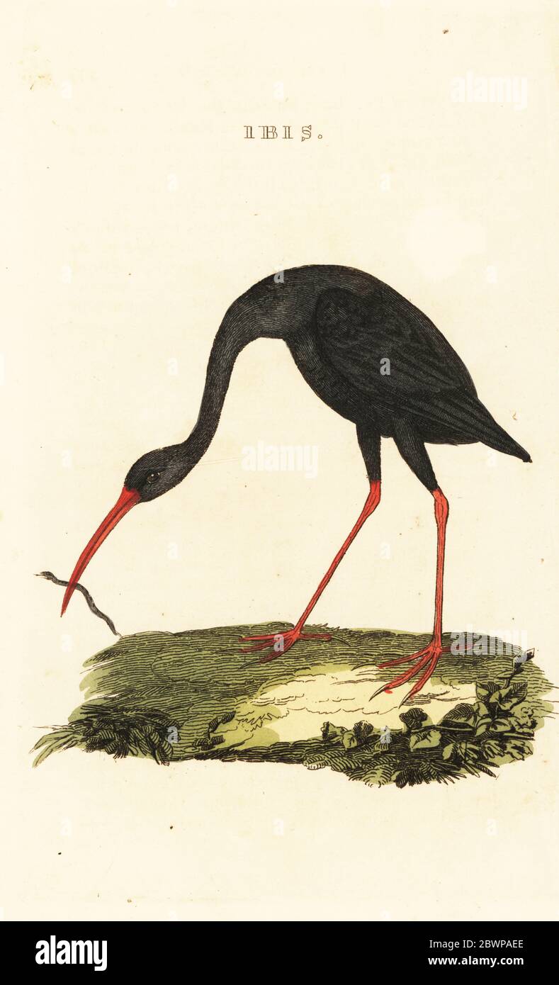 Sharp-tailed ibis, Cercibis oxycerca. Ibis catching a snake. Handcoloured woodblock engraving from The Natural History of Birds, published by Brightly and Childs, Bungay, Suffolk, 1815. Charles Brightly established a printing and stereotype foundry in Bungay in 1795 and went into partnership with nonconformist radical printer John Firby Childs in 1808. Stock Photo