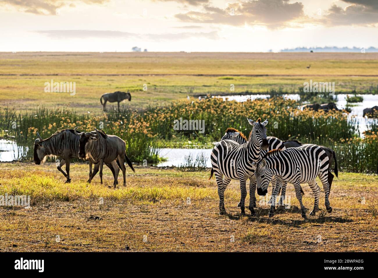 Plains zebra and wildebeest together in marshlands of Amboseli, Kenya Africa Stock Photo