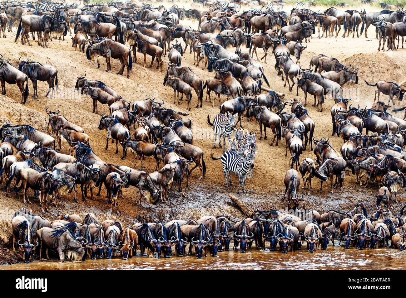 A few zebra standing out in a large crowd of wildebeest in Kenya, Africa Stock Photo