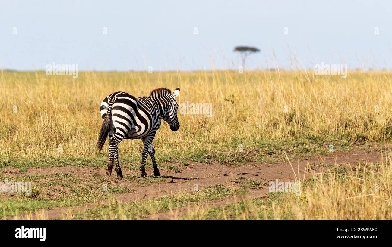 Plains zebra walking away down a path in the grasslands of Kenya, Africa with room for text in sky Stock Photo