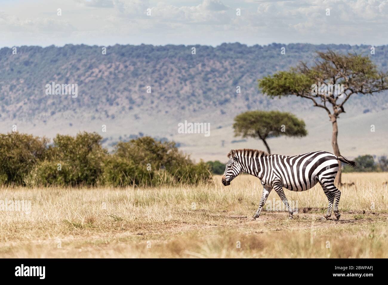 Zebra walking through field in Maasai Mara area of Kenya, Africa with room for text in background Stock Photo