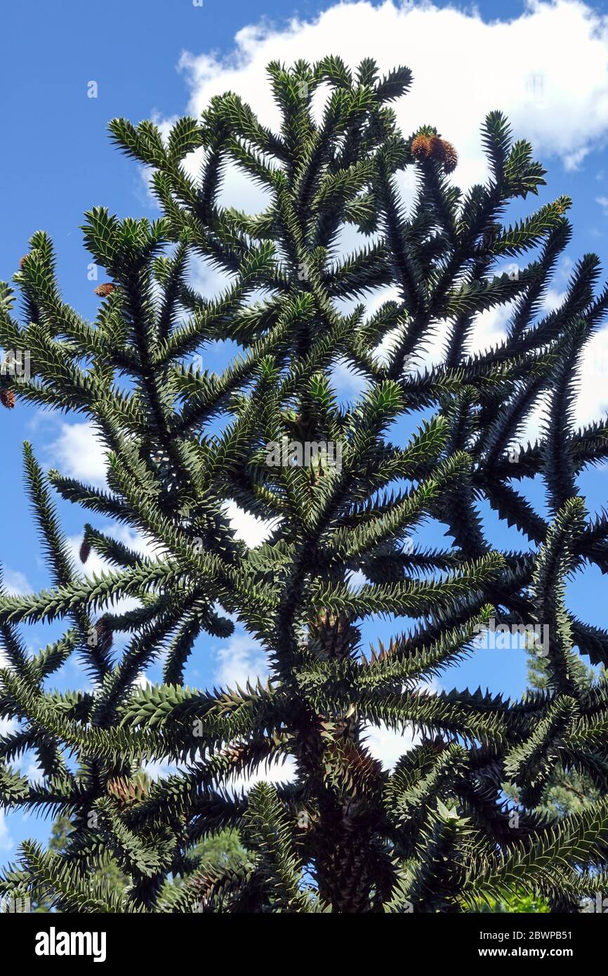 Monkey Puzzle Tree Araucaria Araucana Stock Photo Alamy Monkey Puzzle Tree Araucaria Araucana Stock Photo Alamy