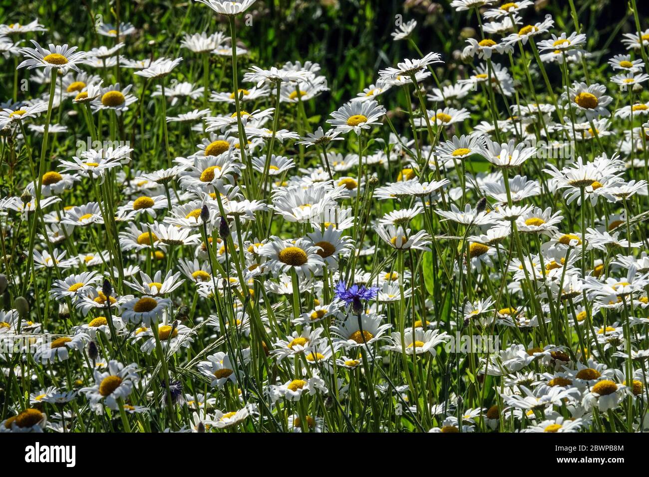 Leucanthemum vulgare, ox-eye daisy, oxeye daisy, dog daisy white daisies on meadow, wildflowers Stock Photo