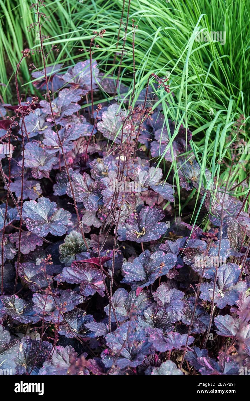 Coral Bells Heuchera "Midnight Rose" Heucheras border grass Stock Photo