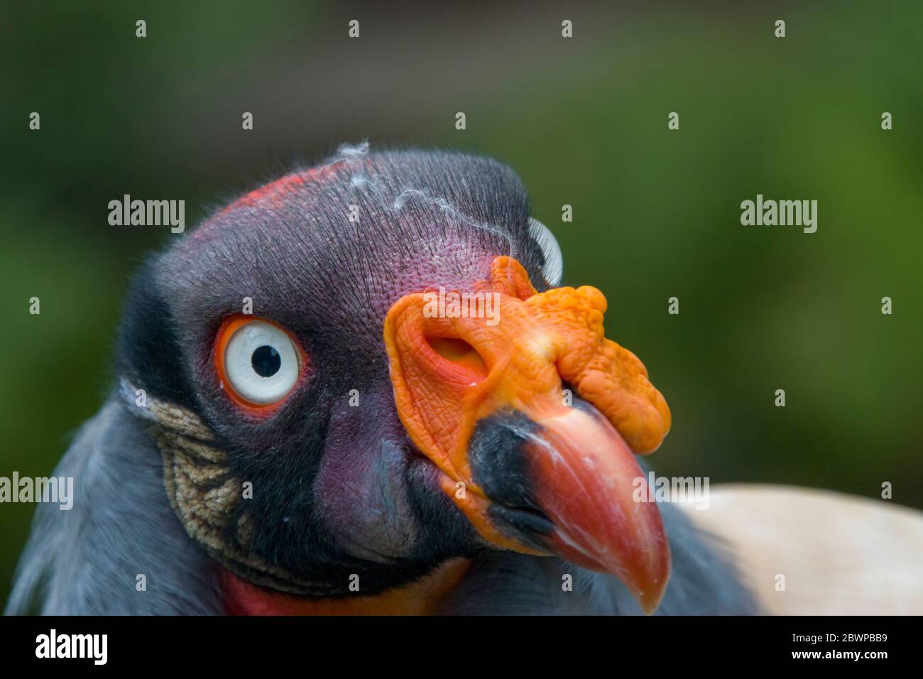 The King vulture is a large bird found in Central and South America. It is a member of the New World vulture family Cathartidae. Stock Photo