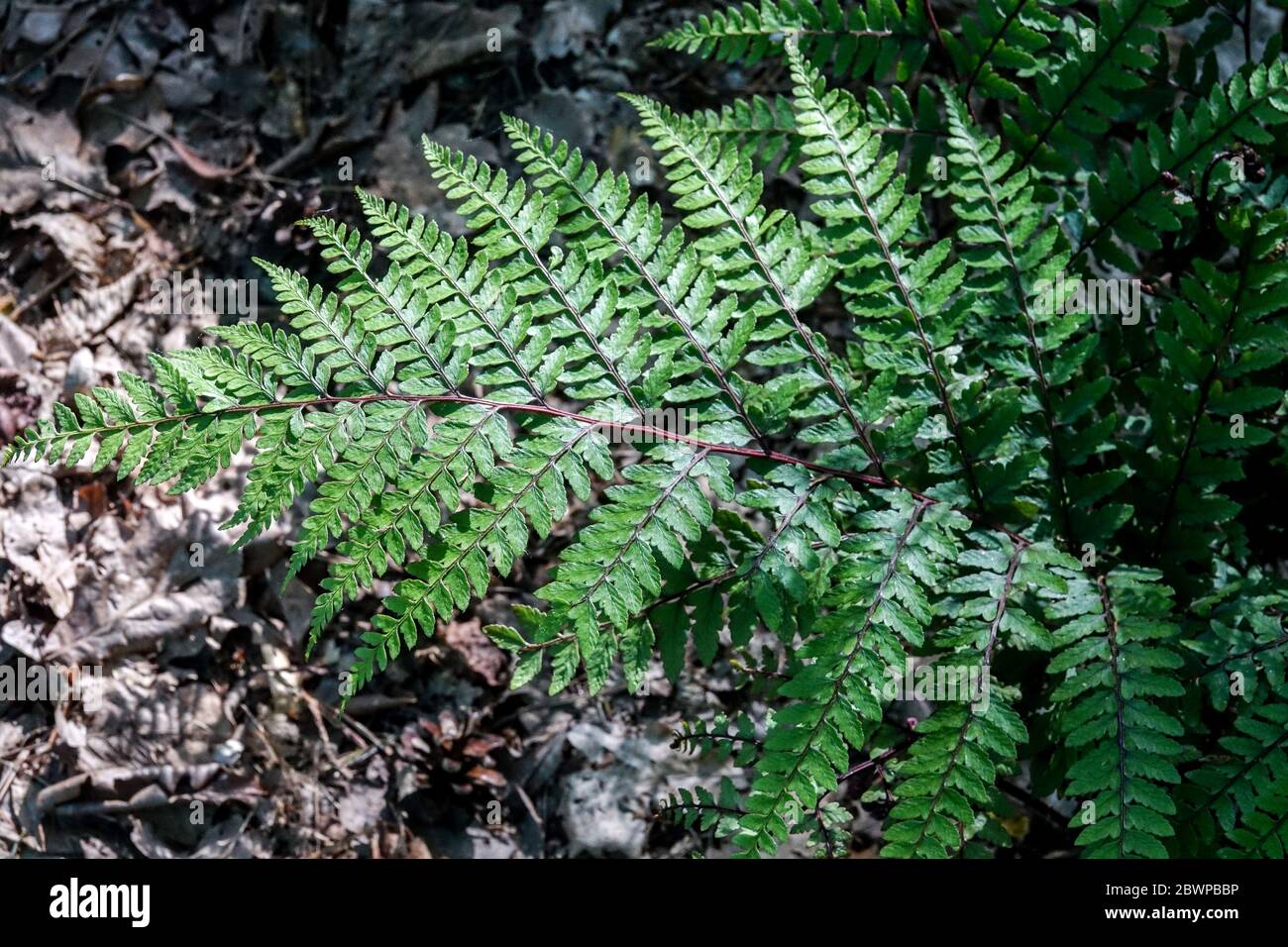 Eared lady fern, Athyrium otophorum 'Okanum' Stock Photo