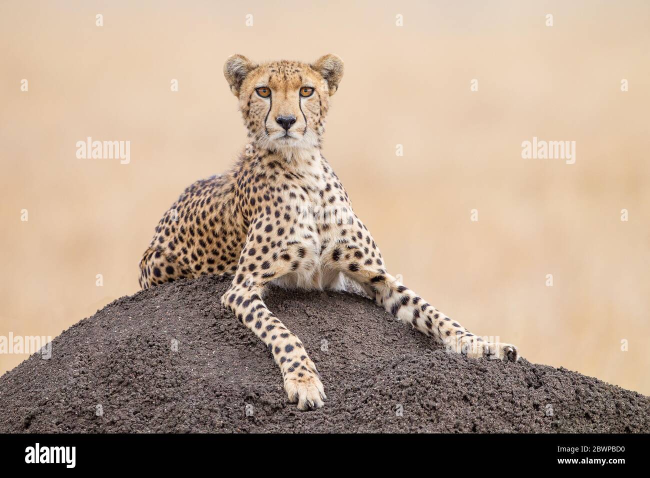 One alert adult female Cheetah resting on a termite mound in the Masai Mara Kenya Stock Photo