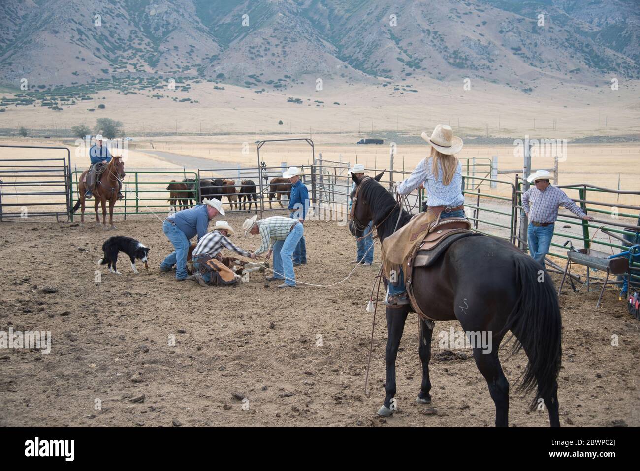Team roping competition hi-res stock photography and images - Alamy