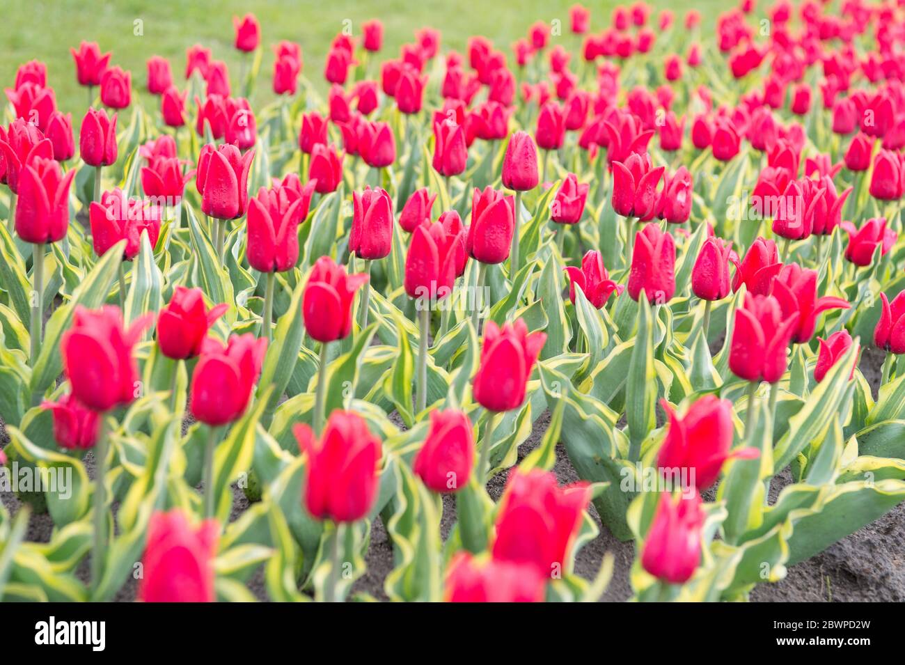Field of tulips. Springtime bloom. Gardening tips. Growing flowers. Growing bulb plants. Enjoying nature. Soil for growing flowers. Growing perfect scarlet red tulips. Beautiful tulip fields. Stock Photo