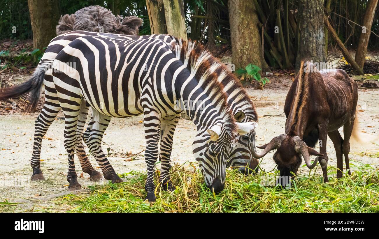 Zebra and water buffalo at the Singapore Zoo, Singapore, Republic of Singapore Stock Photo - Alamy Zebra and water buffalo at the Singapore Zoo, Singapore, Republic of Singapore Stock Photo - Alamy