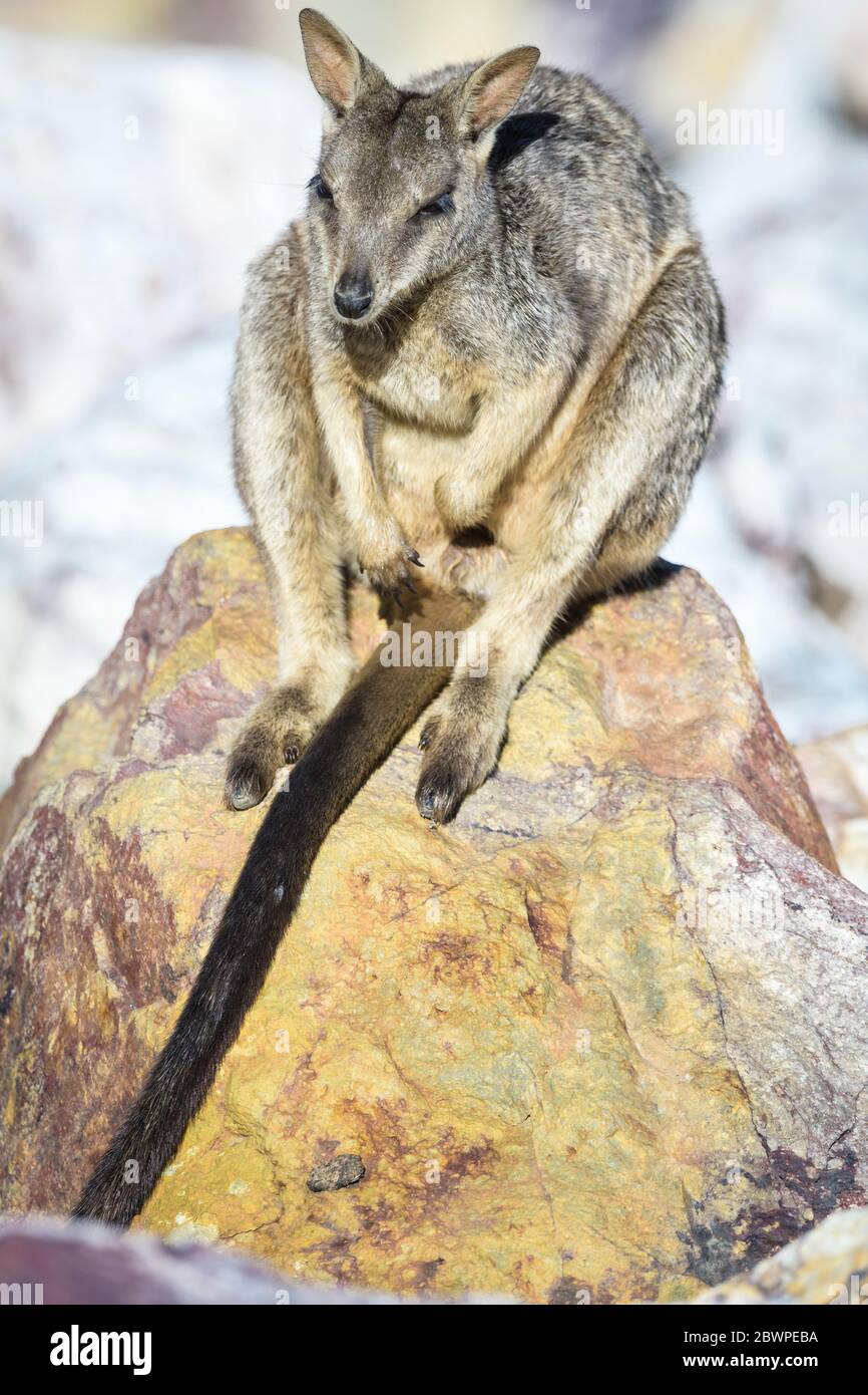 Allied rock-wallaby (Petrogale assimilis) sun baking among the dam wall rocks of Ross River Dam in Townsville, Queensland, Australia. Stock Photo