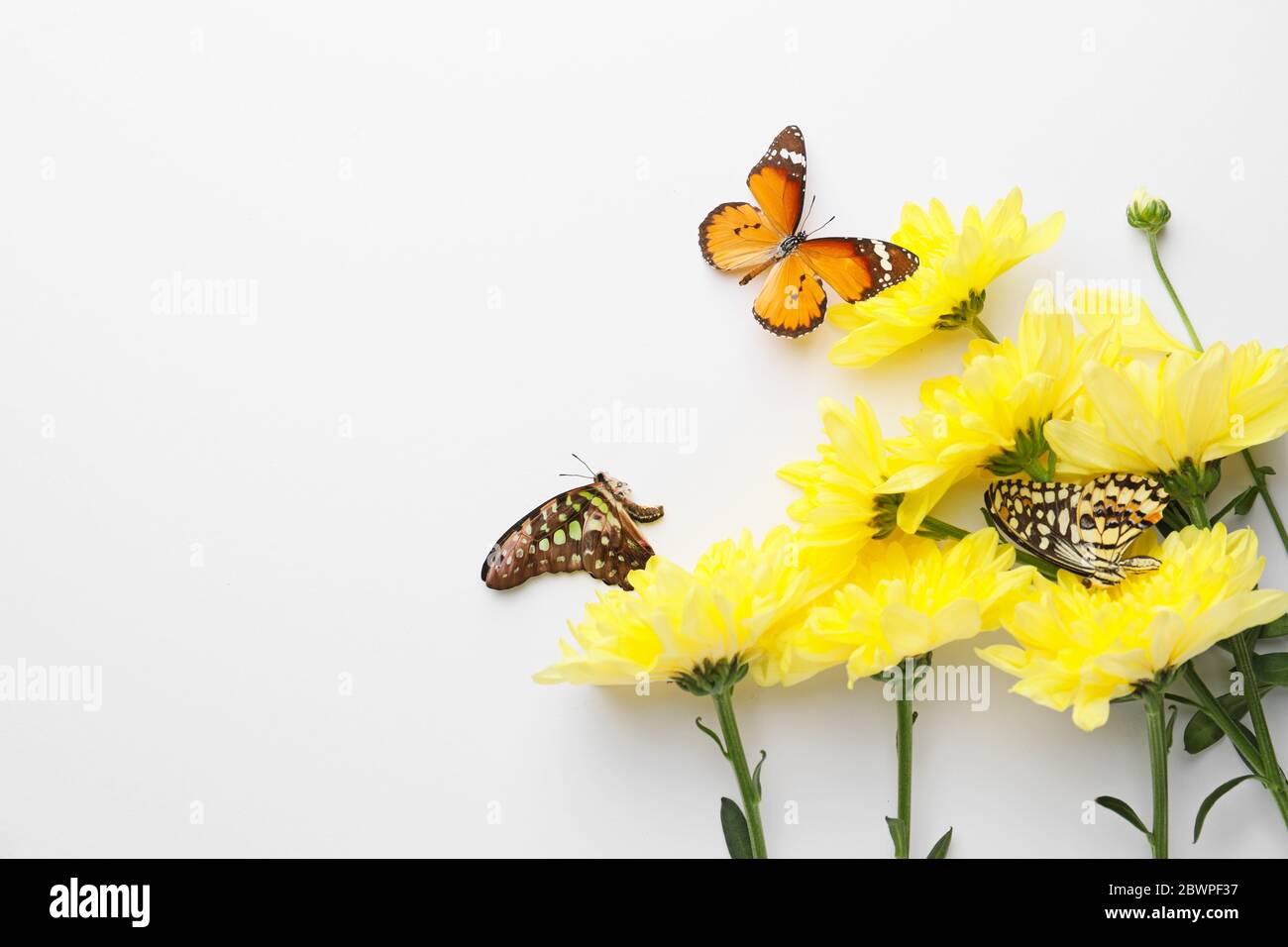 Beautiful butterflies and flowers on white background Stock Photo - Alamy