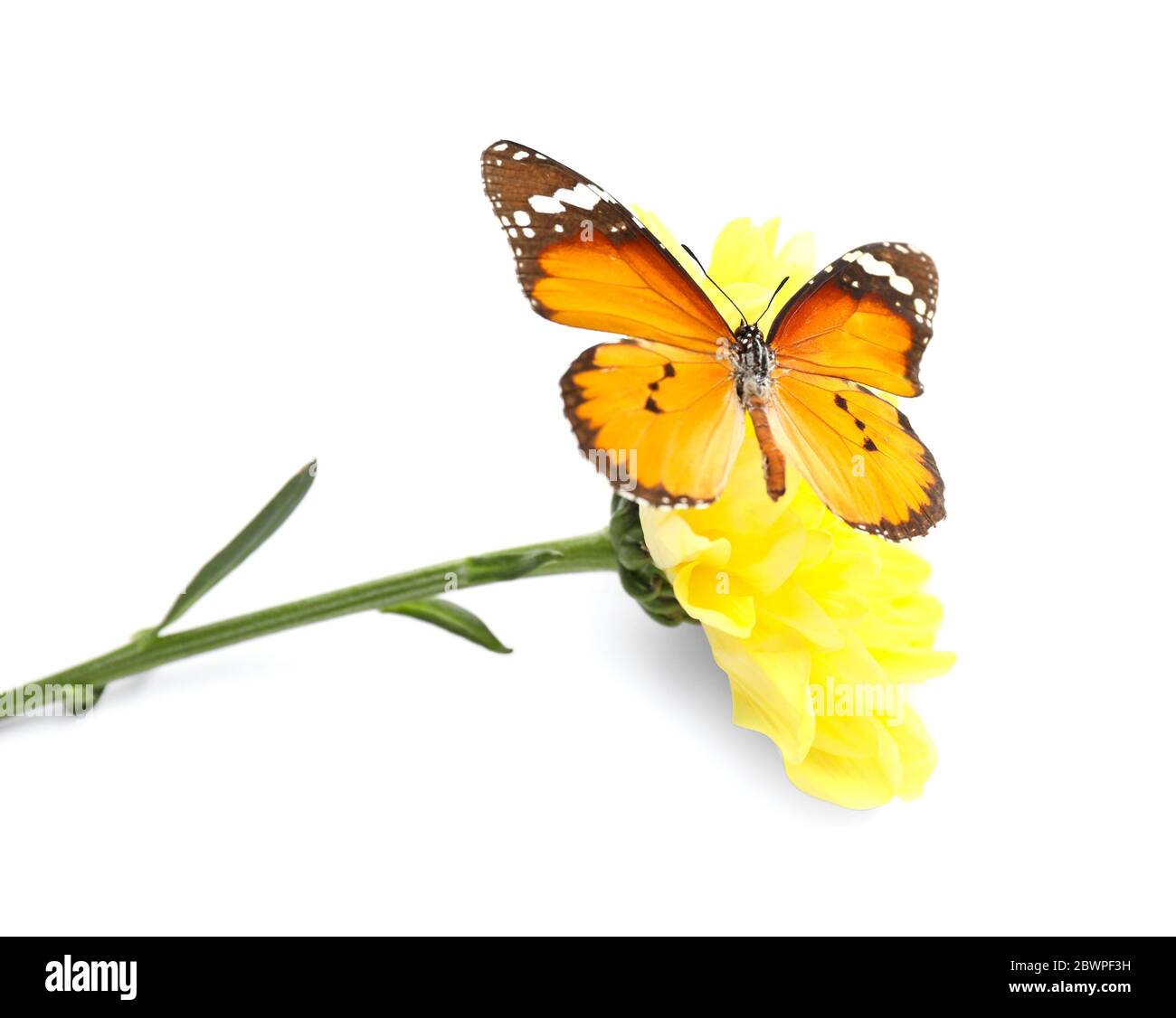 Beautiful butterfly and flower on white background Stock Photo - Alamy