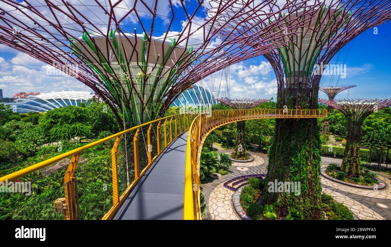 Ocbc Sky Tree The Supertree Grove from the OCBC Skyway at Gardens by the Bay ...