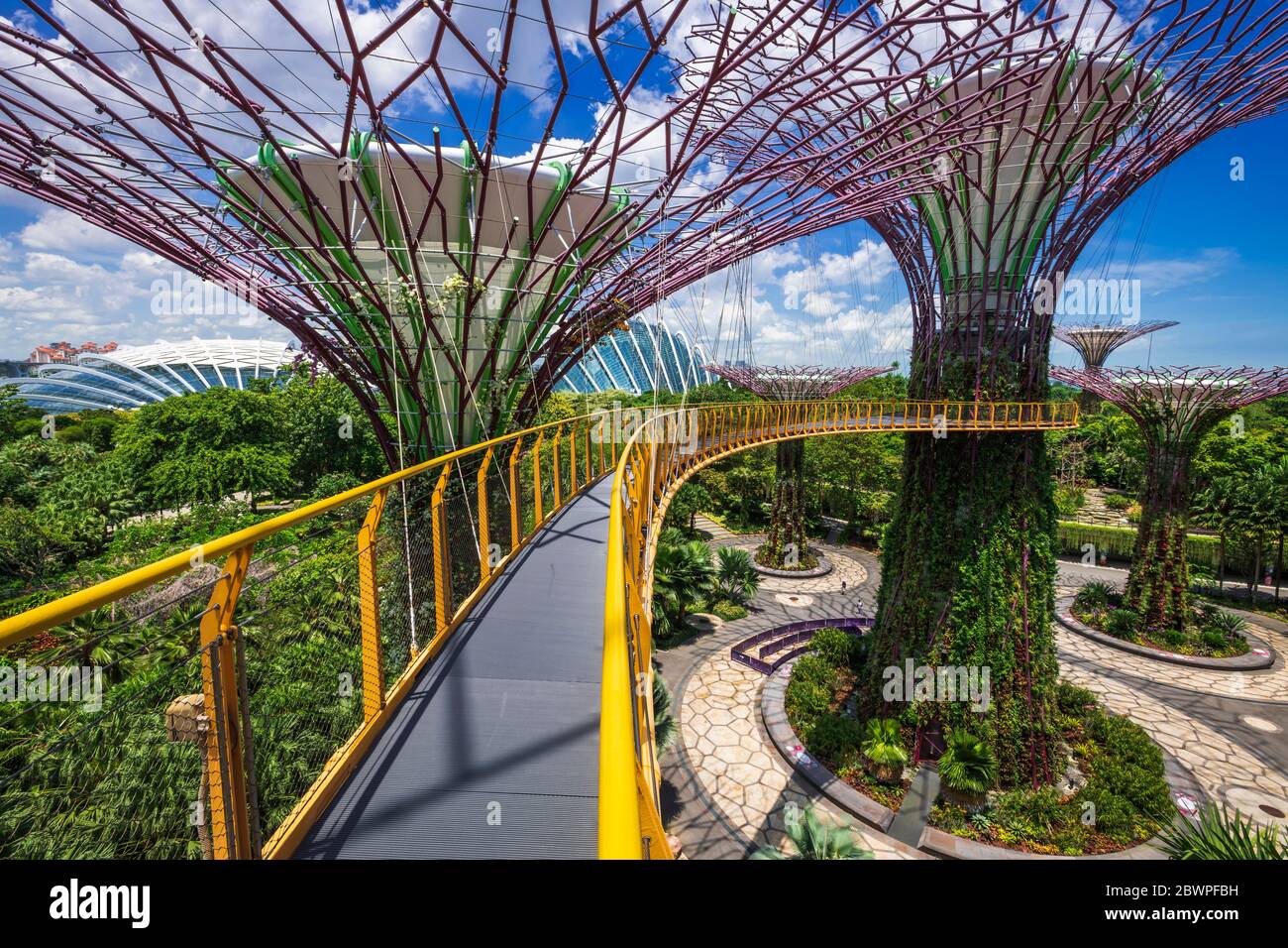 Ocbc Sky Tree The Supertree Grove from the OCBC Skyway at Gardens by the Bay ...