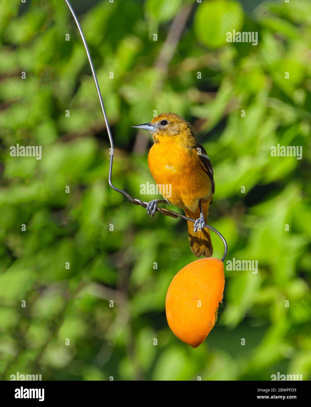 Oriole feeder hires stock photography and images Alamy