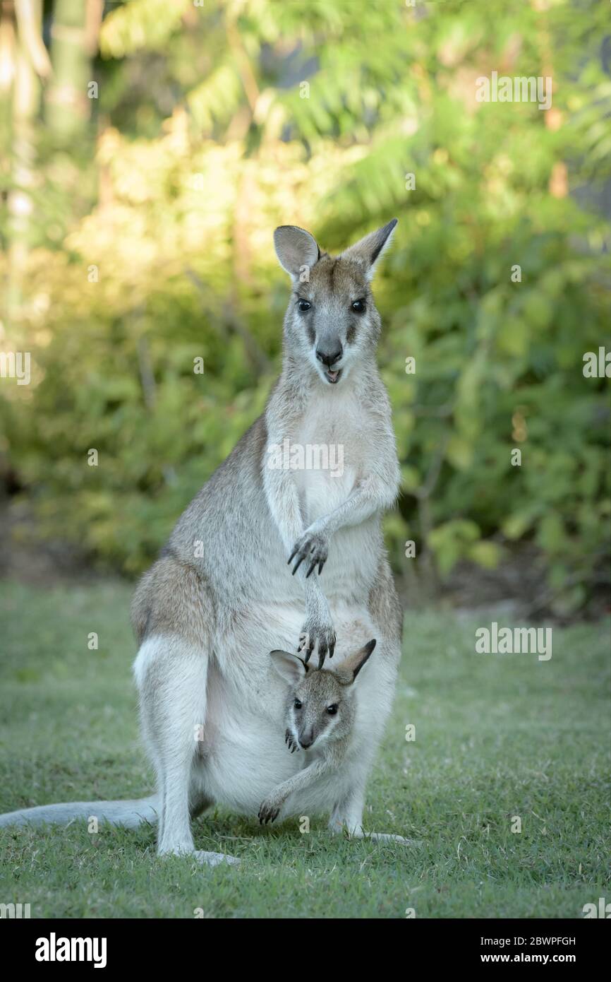 Female agile wallaby and joey protruding from her pouch both on guard for danger before settling in for a feed on lush grass in Townsville, Queensland. Stock Photo