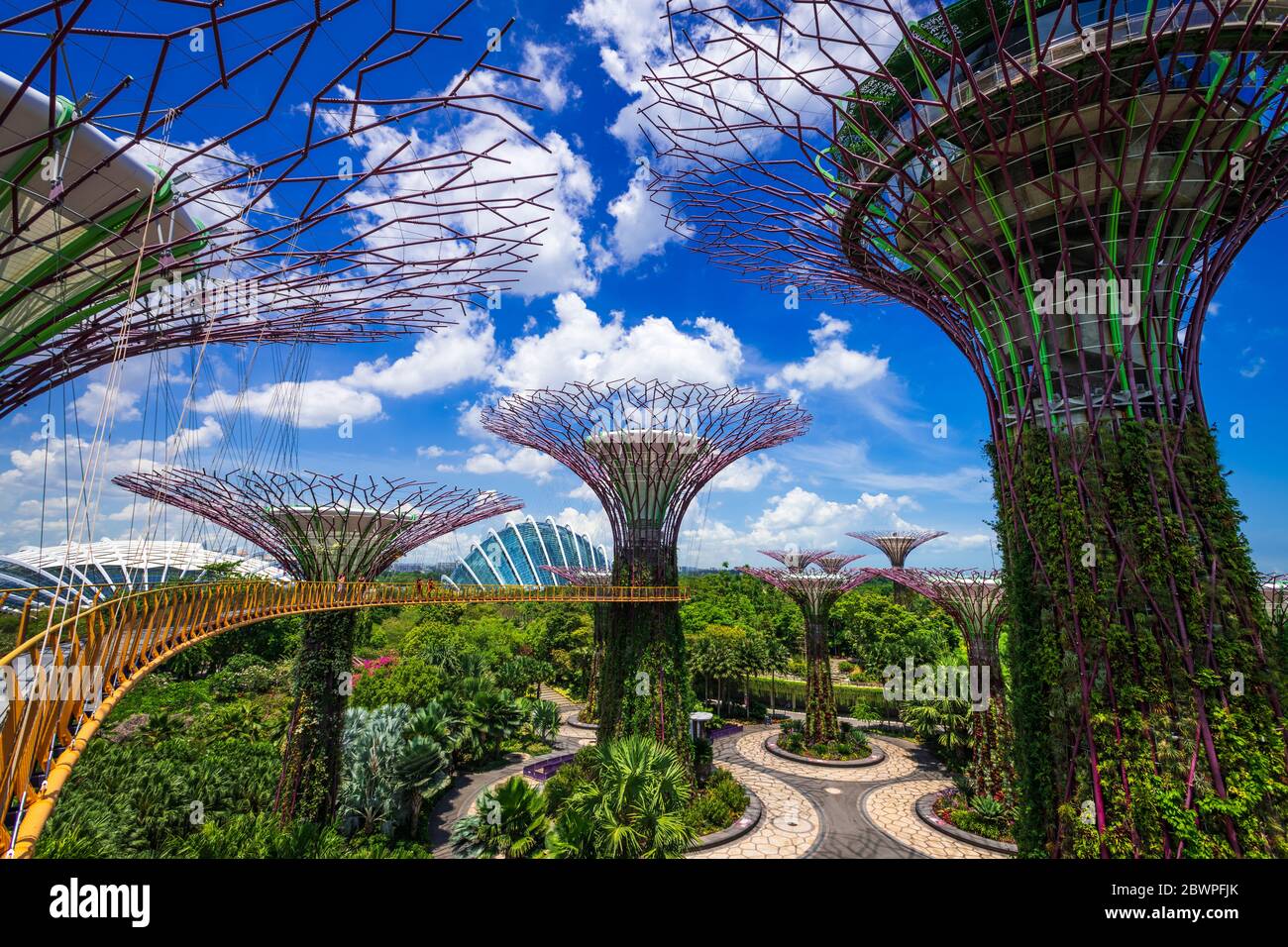 Ocbc Sky Tree The Supertree Grove from the OCBC Skyway at Gardens by the Bay ...