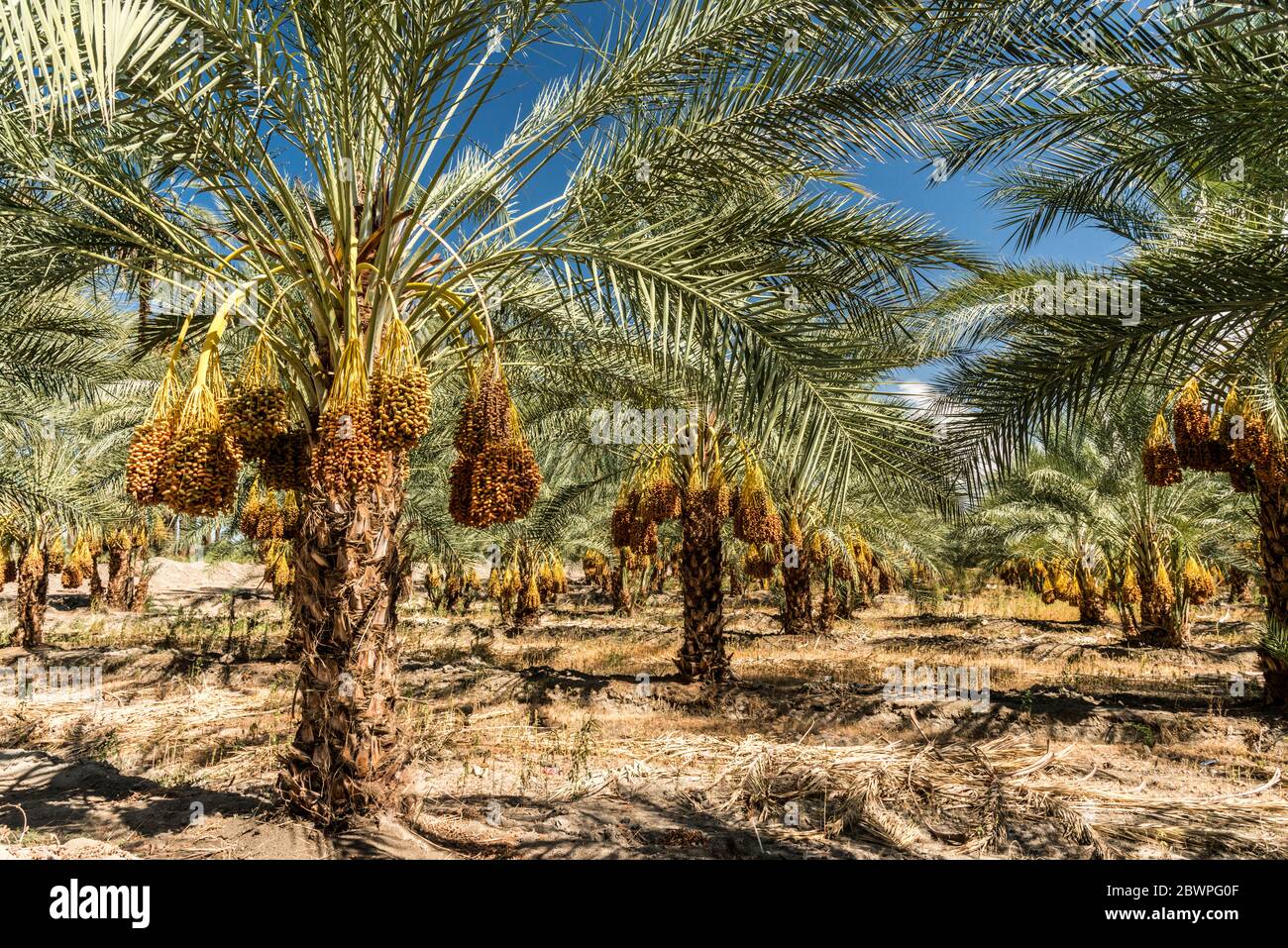 Date Tree Farm in Indio, California Stock Photo Alamy