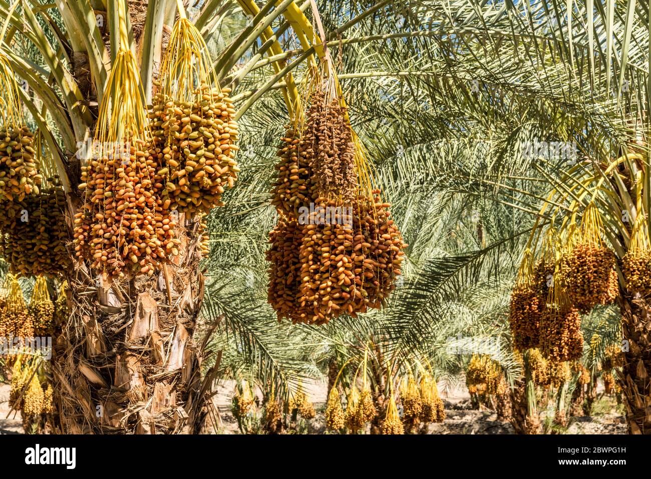 Date Tree Farm in Indio, California Stock Photo Alamy