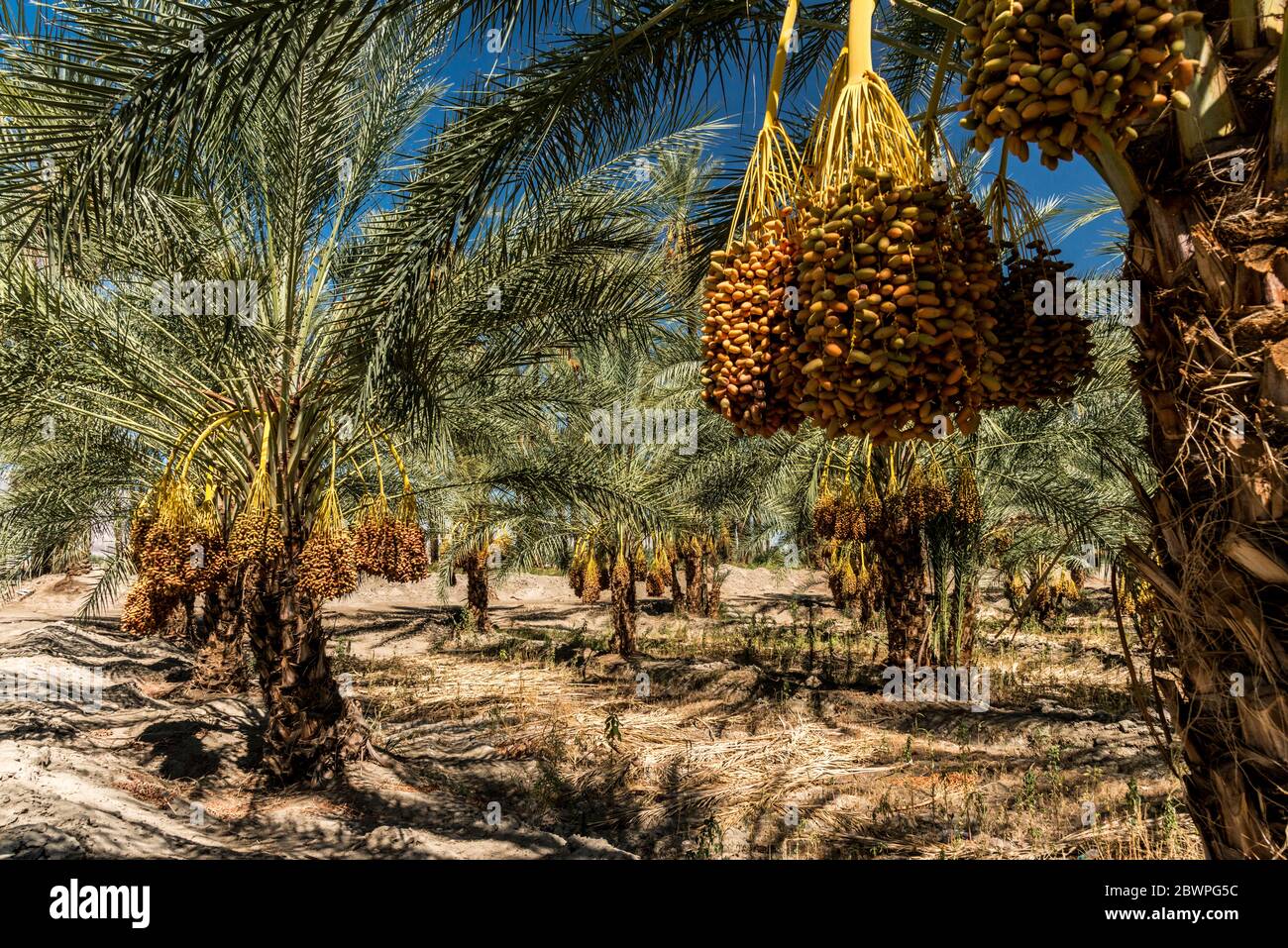 Date Tree Farm in Indio, California Stock Photo Alamy