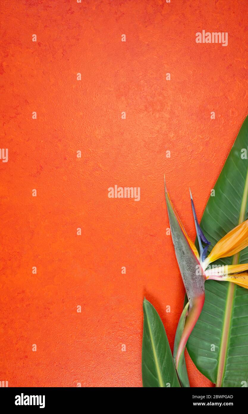 Orange Aesthetic Tropical Theme Minimilism Creative Layout Stylish Background With Bird Of Paradise Flowers And Leaves On An Orange Textured Backgroun Stock Photo Alamy