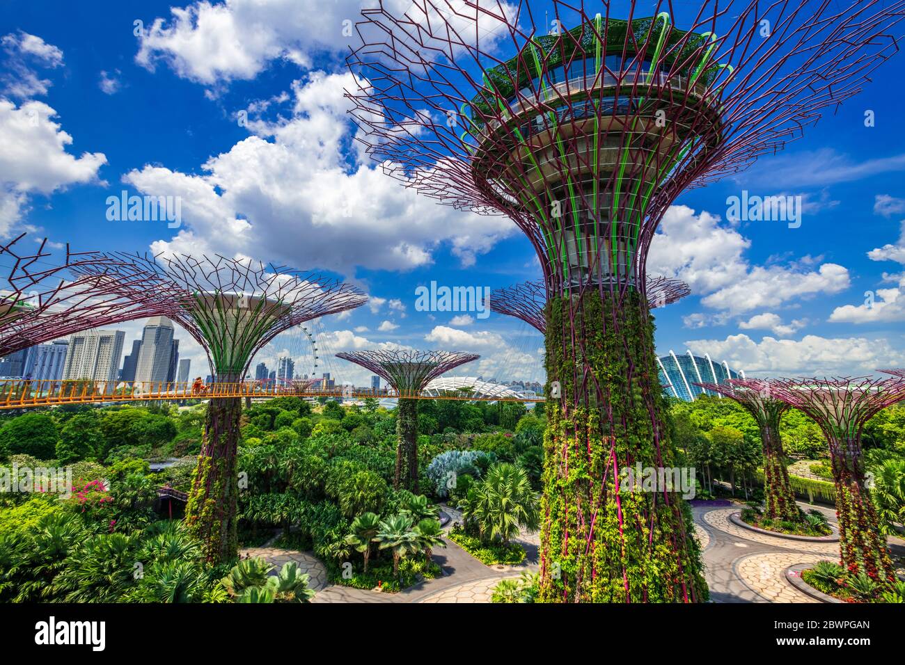 Ocbc Sky Tree The Supertree Grove from the OCBC Skyway at Gardens by the Bay ...