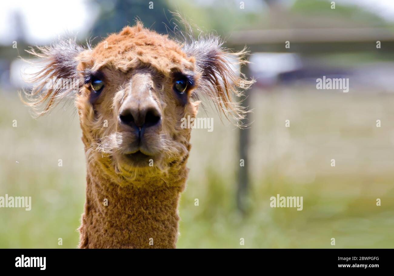 Alpaca head shot hi-res stock photography and images - Alamy