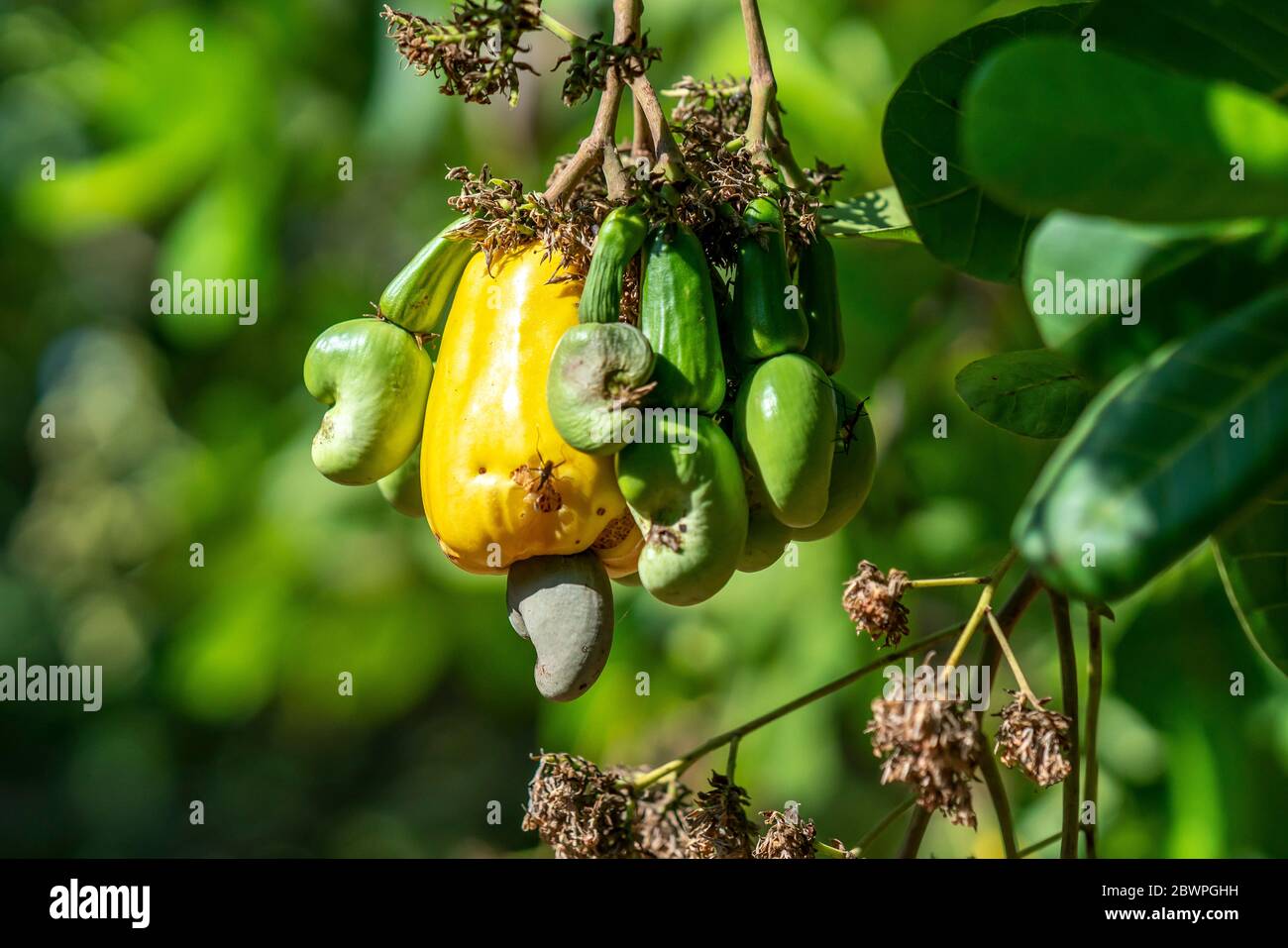 Cashew nut fruit or Anacardium occidentale on tree is about to ripen