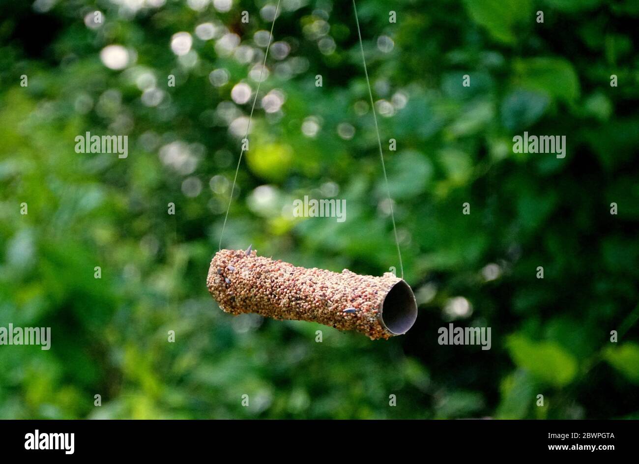 Paper towel roll bird feeder hires stock photography and images Alamy