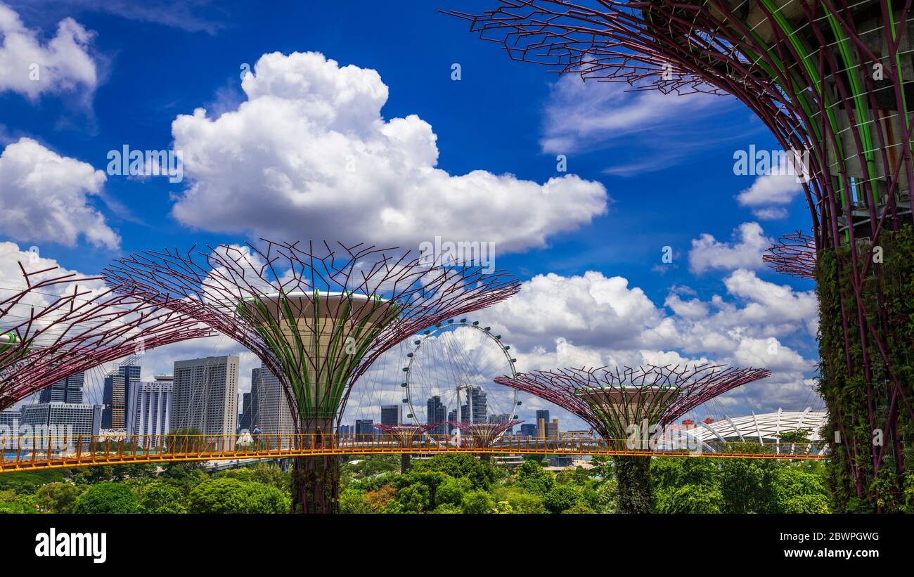Ocbc Sky Tree The Supertree Grove from the OCBC Skyway at Gardens by the Bay ...