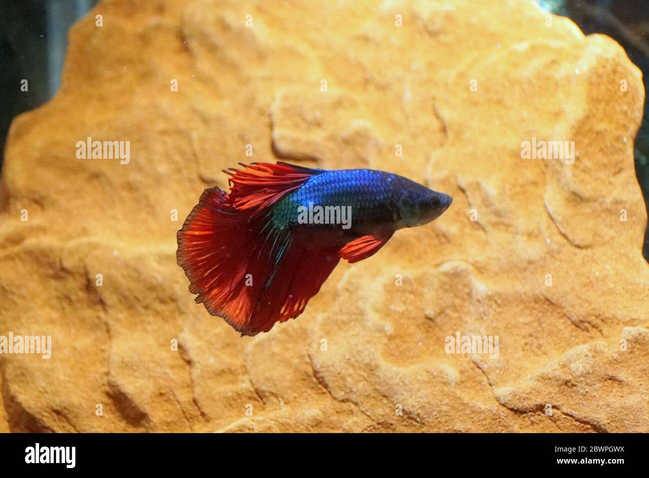Delta 2024 betta fish