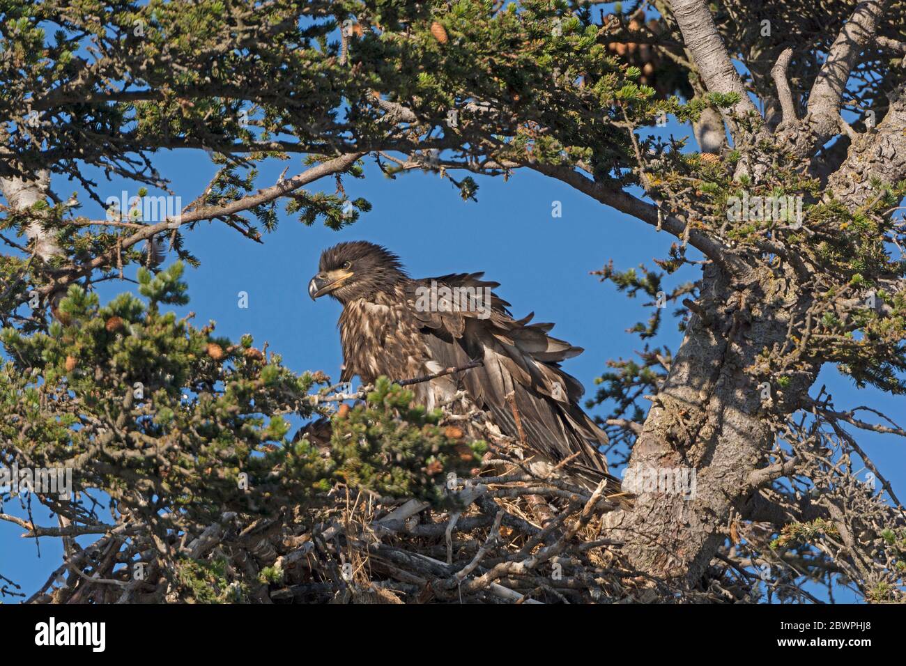 Juvenile Bald Eagle in its Nest near Homer Alaska Stock Photo Alamy