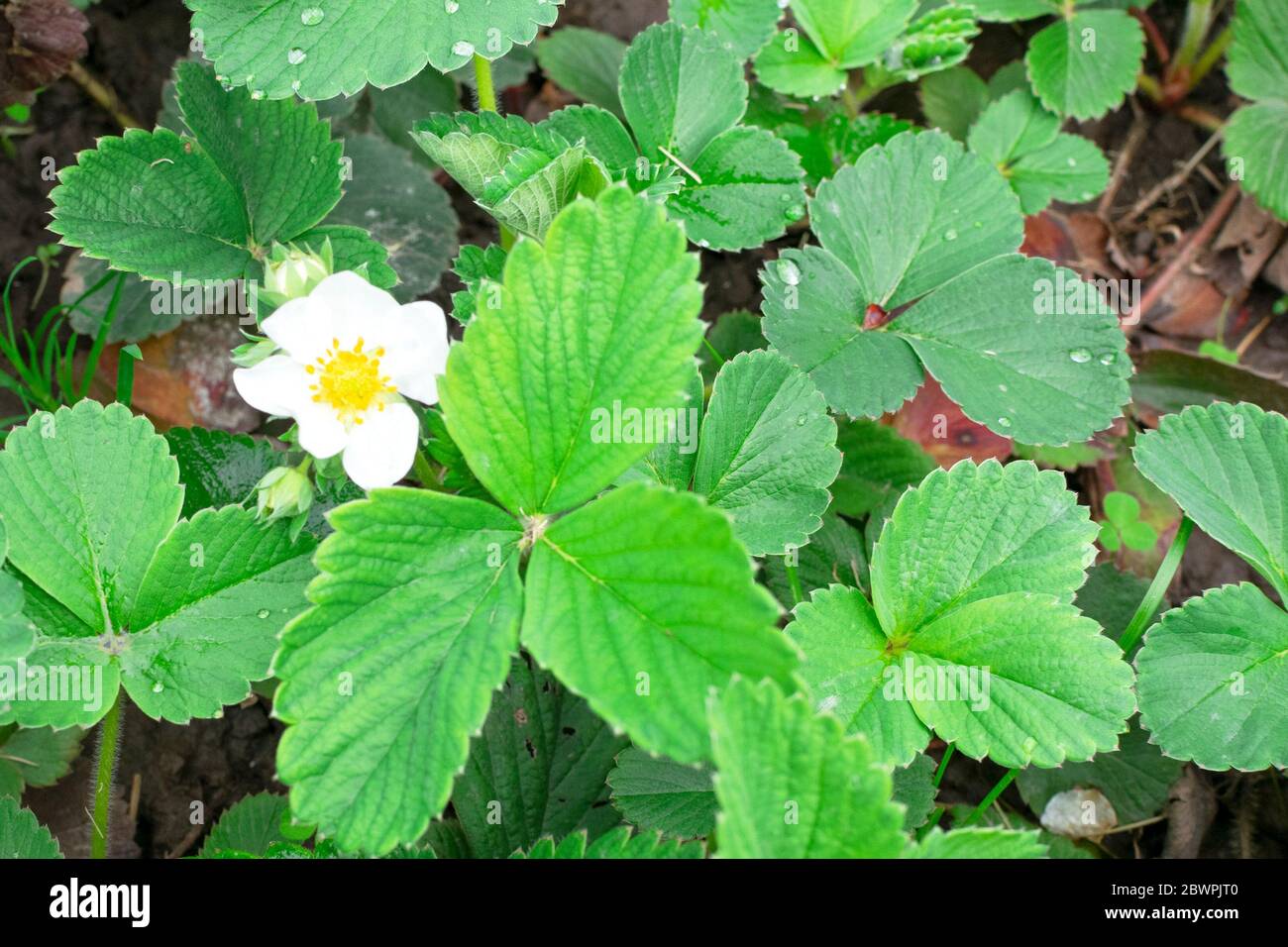 Strawberry plant. Blossoming of strawberry. Wild stawberry bushes