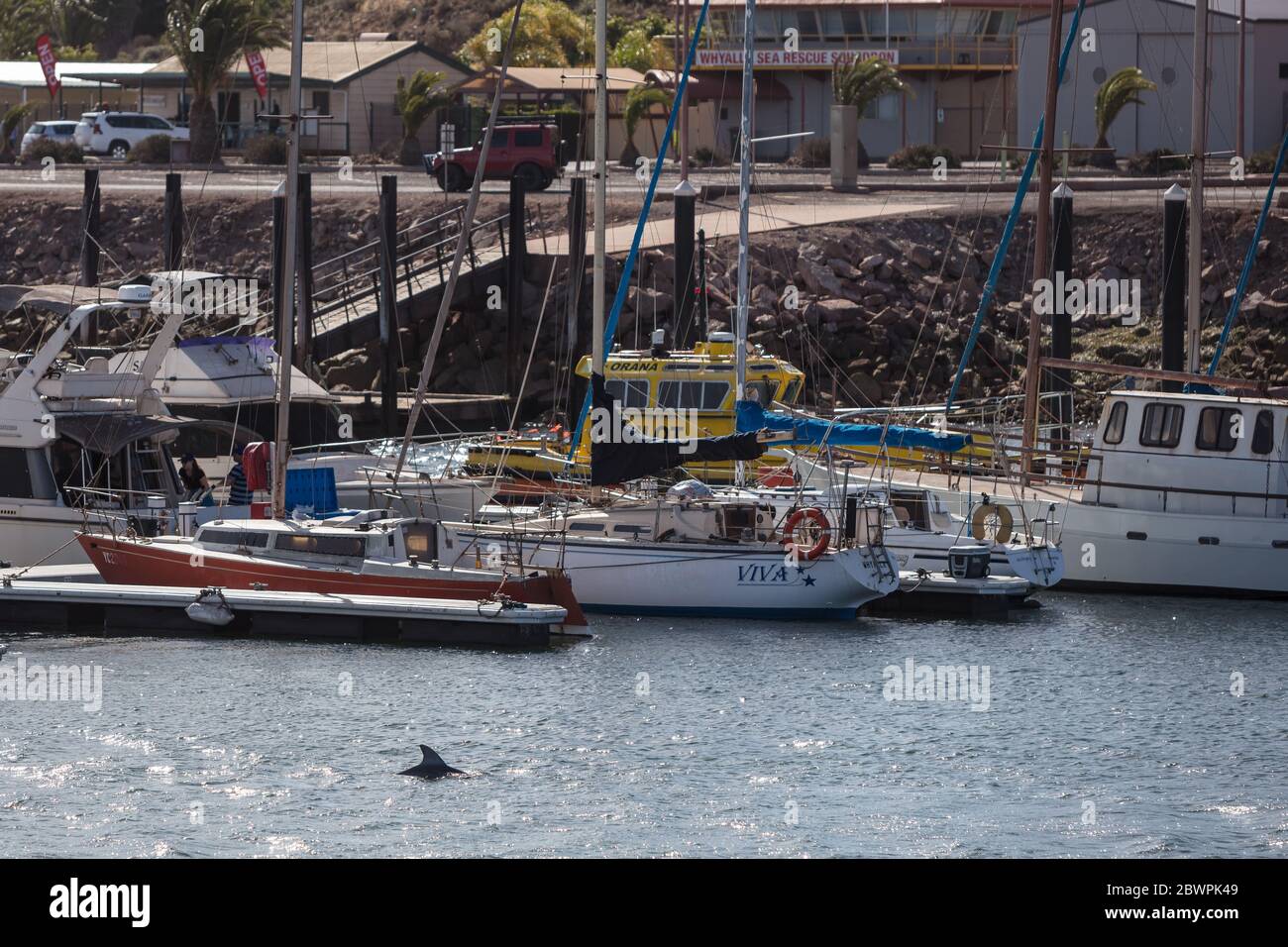 Whyalla South Australia November 17th 2019 : A wild dolphin swimming in the marina at Whyalla in South Australia Stock Photo