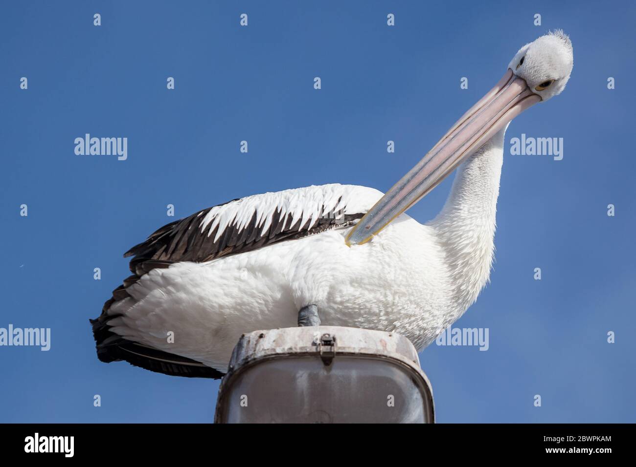 A friendly pelican captured on top of a lamp post in Whyalla South Australia Stock Photo