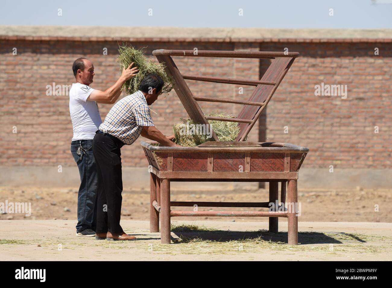 (200603) -- CHANGJI, June 3, 2020 (Xinhua) -- Staff members prepare fodder for Przewalski's horses at the Xinjiang Wild Horse Breeding and Research Center in Changji Hui Autonomous Prefecture, northwest China's Xinjiang Uygur Autonomous Region, June 2, 2020. Przewalski's horses are the only surviving horse subspecies which has never been domesticated. In China, they are mainly found in Xinjiang's Junggar Basin. Researchers at the Xinjiang Wild Horse Breeding and Research Center have applied multiple adjustments to the horse populations in order to avoid close inbreeding and achieve better Stock Photo