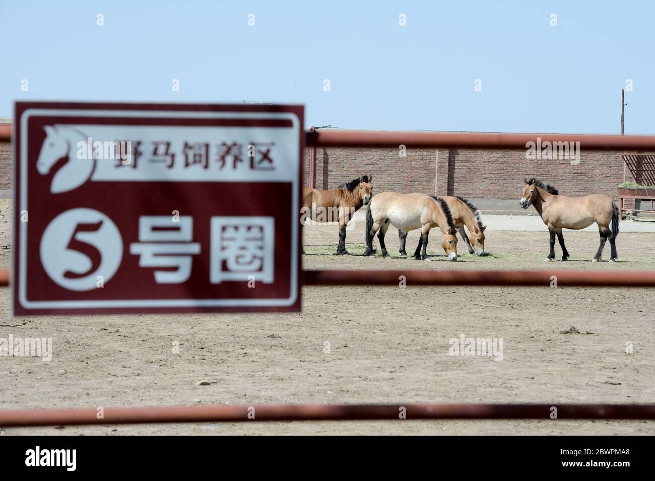(200603) -- CHANGJI, June 3, 2020 (Xinhua) -- Przewalski's horses are seen at the Xinjiang Wild Horse Breeding and Research Center in Changji Hui Autonomous Prefecture, northwest China's Xinjiang Uygur Autonomous Region, June 2, 2020. Przewalski's horses are the only surviving horse subspecies which has never been domesticated. In China, they are mainly found in Xinjiang's Junggar Basin. Researchers at the Xinjiang Wild Horse Breeding and Research Center have applied multiple adjustments to the horse populations in order to avoid close inbreeding and achieve better preservation of the hors Stock Photo