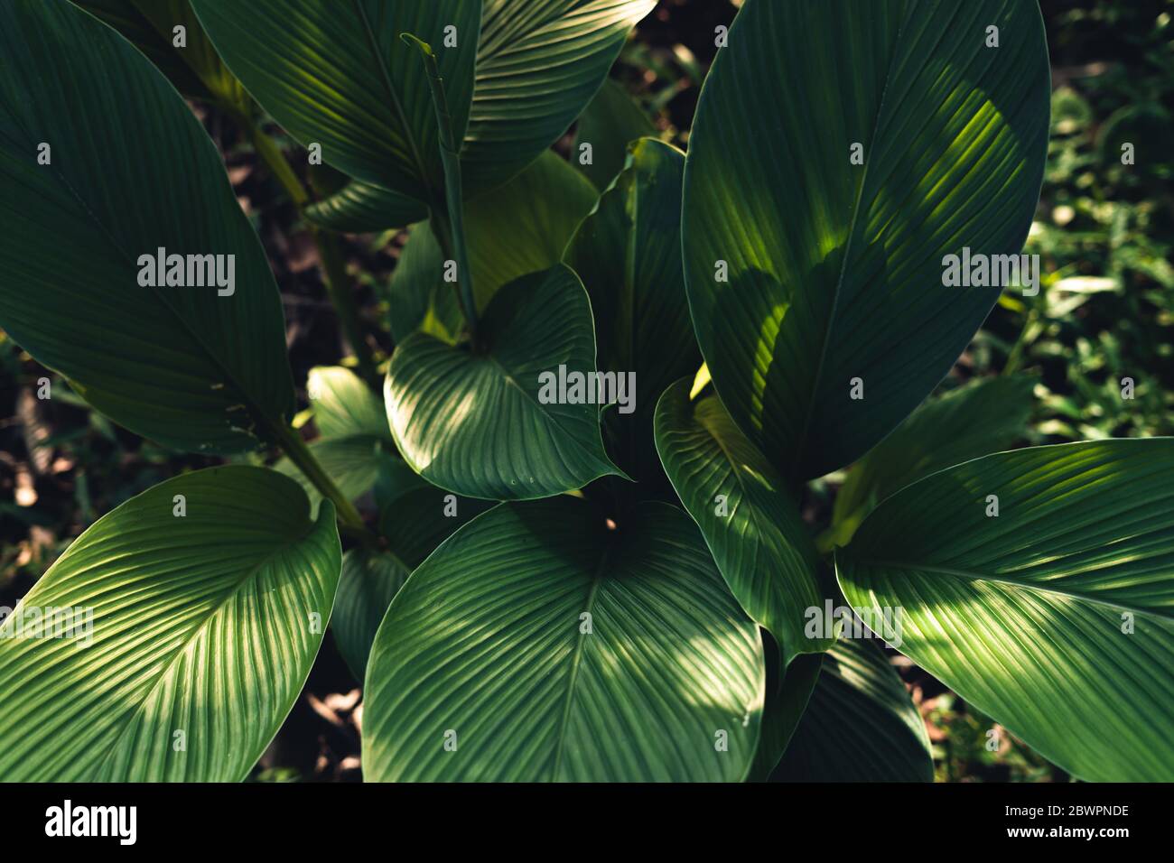 Close-Up Of Dark green leaves black background Stock Photo - Alamy
